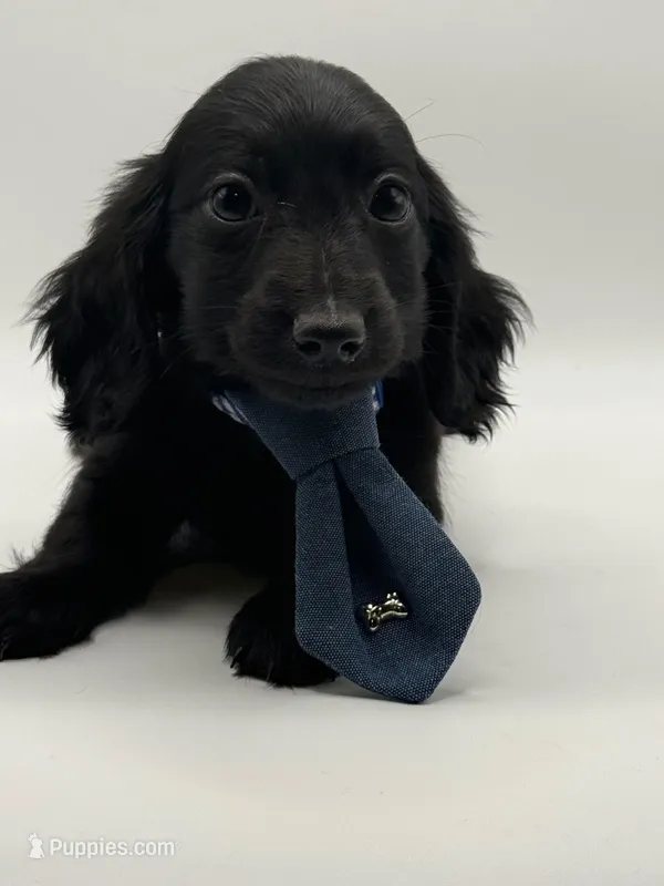 Green Boy AKC – Miniature Dachshund puppy on hold in Bartlesville, OK