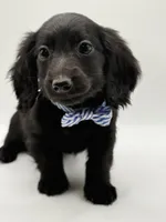 Green Boy AKC, a male Miniature Dachshund for sale in Bartlesville, OK – 2 of 8
