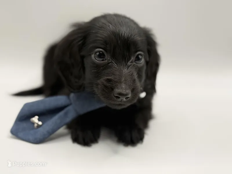 Green Boy AKC – Miniature Dachshund puppy for sale in Bartlesville, OK