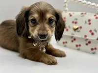 Lady pink - AKC, a female Miniature Dachshund for sale in Bartlesville, OK – Photo 2 of 3