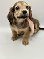 Lady pink - AKC, a female Miniature Dachshund for sale in Bartlesville, OK – 6 of 8