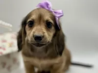 Lady pink - AKC, a female Miniature Dachshund for sale in Bartlesville, OK – 2 of 8