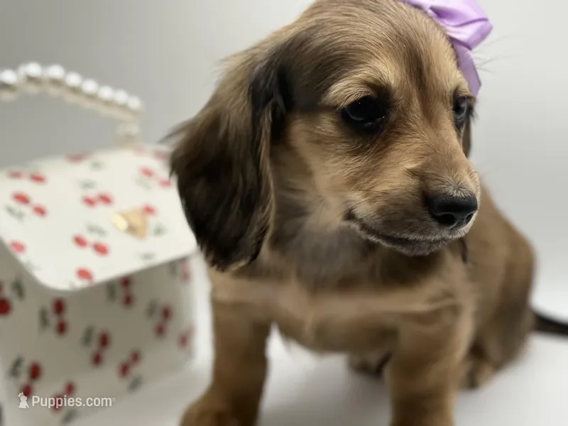 Lady pink - AKC – Miniature Dachshund puppy on hold in Bartlesville, OK