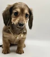 Lady pink - AKC, a female Miniature Dachshund for sale in Bartlesville, OK – 3 of 8