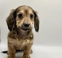 Lady pink - AKC, a female Miniature Dachshund for sale in Bartlesville, OK – 4 of 8