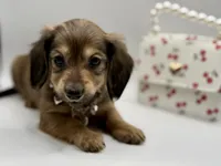Lady pink - AKC, a female Miniature Dachshund for sale in Bartlesville, OK – Photo 3 of 3