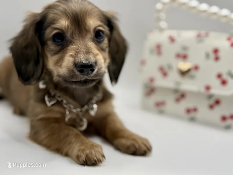 Lady pink - AKC – Miniature Dachshund puppy for sale in Bartlesville, OK
