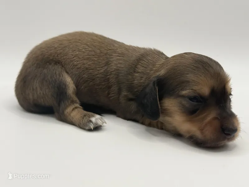 Lady 1 AKC – Miniature Dachshund puppy for sale in Bartlesville, OK