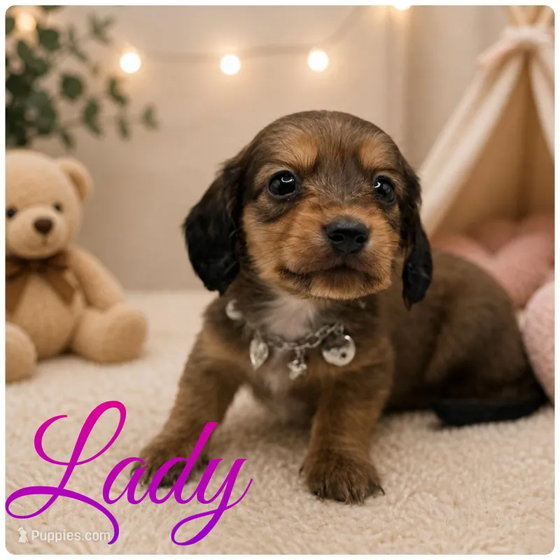 Lady 1 AKC – Miniature Dachshund puppy for sale in Bartlesville, OK