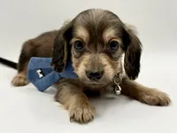 Orange boy AKC, a male Miniature Dachshund for sale in Bartlesville, OK – Photo 2 of 3