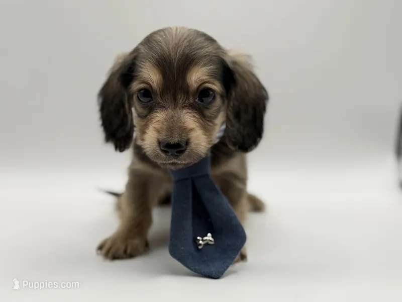 Orange boy AKC – Miniature Dachshund puppy for sale in Bartlesville, OK