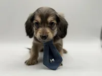 Orange boy AKC, a male Miniature Dachshund for sale in Bartlesville, OK – Photo 1 of 3