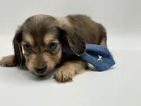 Orange boy AKC, a male Miniature Dachshund for sale in Bartlesville, OK – Photo 3 of 3
