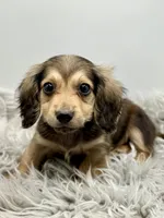 Orange boy AKC, a male Miniature Dachshund for sale in Bartlesville, OK – 2 of 10