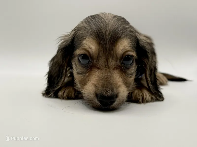 Orange boy AKC – Miniature Dachshund puppy for sale in Bartlesville, OK