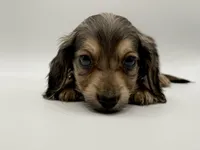 Orange boy AKC, a male Miniature Dachshund for sale in Bartlesville, OK – 7 of 10
