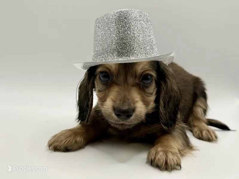 Orange boy AKC – Miniature Dachshund puppy for sale in Bartlesville, OK