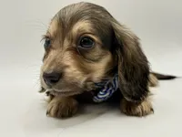 Orange boy AKC, a male Miniature Dachshund for sale in Bartlesville, OK – 8 of 10