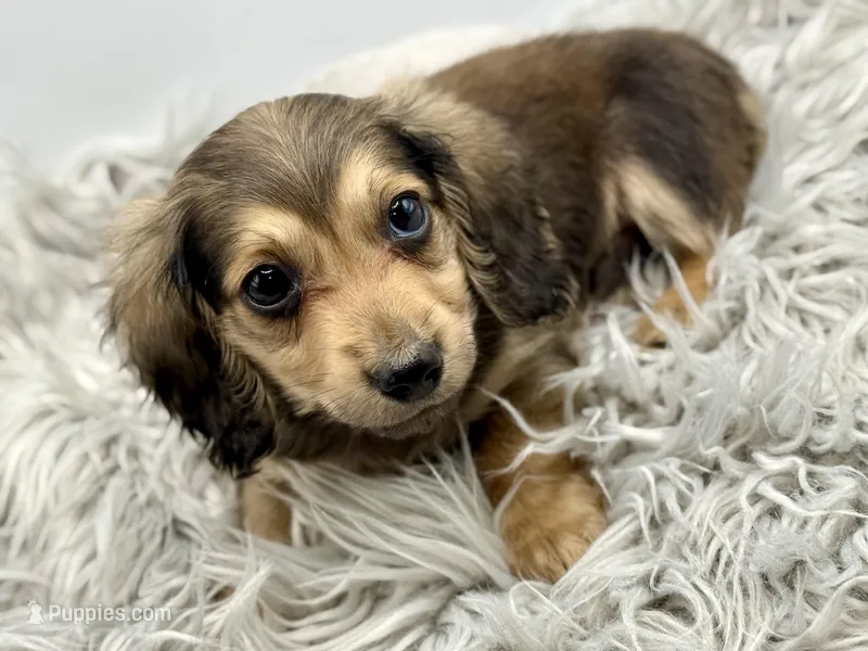 Orange boy AKC – Miniature Dachshund puppy on hold in Bartlesville, OK