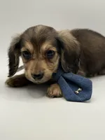 Orange boy AKC, a male Miniature Dachshund for sale in Bartlesville, OK – 3 of 10