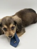 Orange boy AKC, a male Miniature Dachshund for sale in Bartlesville, OK – 5 of 10