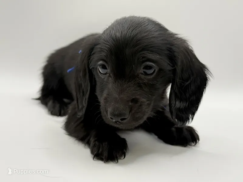 Blue Boy AKC – Miniature Dachshund puppy for sale in Bartlesville, OK