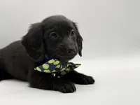 Blue Boy AKC, a male Miniature Dachshund for sale in Bartlesville, OK – Photo 3 of 3