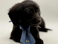 Blue Boy AKC, a male Miniature Dachshund for sale in Bartlesville, OK – 6 of 7