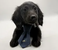 Blue Boy AKC, a male Miniature Dachshund for sale in Bartlesville, OK – 7 of 7