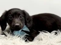 Blue Boy AKC, a male Miniature Dachshund for sale in Bartlesville, OK – 2 of 7