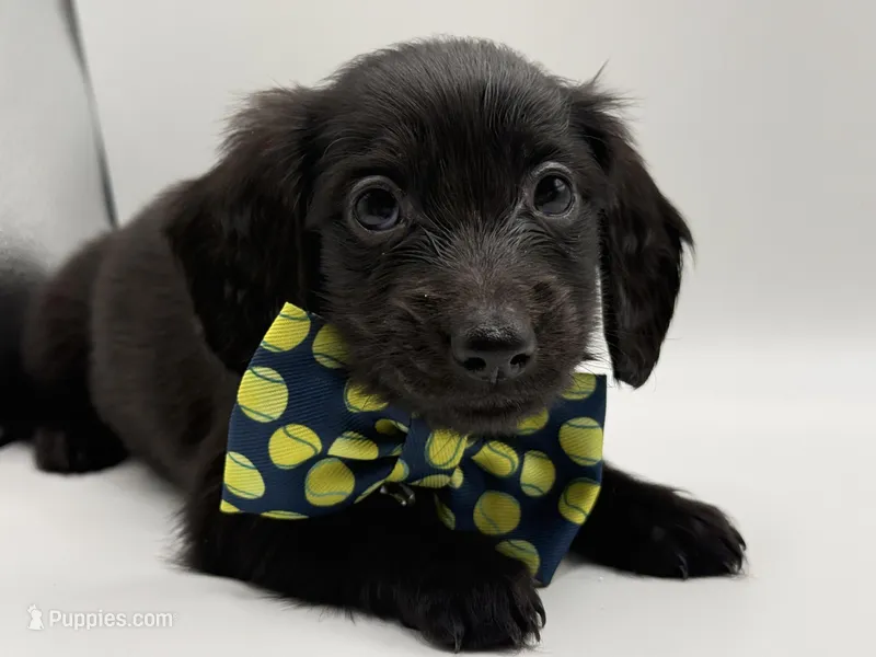 Blue Boy AKC – Miniature Dachshund puppy for sale in Bartlesville, OK