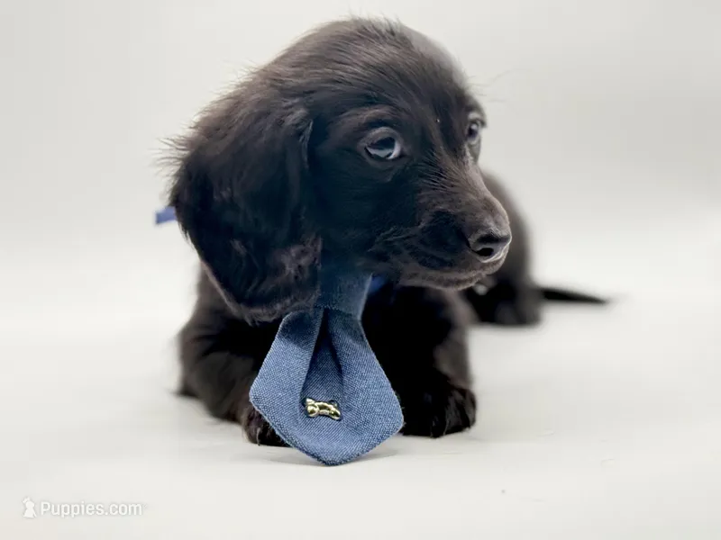 Blue Boy AKC – Miniature Dachshund puppy for sale in Bartlesville, OK