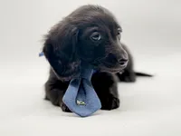 Blue Boy AKC, a male Miniature Dachshund for sale in Bartlesville, OK – 4 of 7
