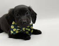 Blue Boy AKC, a male Miniature Dachshund for sale in Bartlesville, OK – Photo 2 of 3