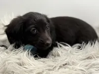 Blue Boy AKC, a male Miniature Dachshund for sale in Bartlesville, OK – 3 of 7