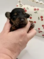 Lady 3 Russian AKC , a female Miniature Dachshund for sale in Bartlesville, OK – Photo 2 of 4