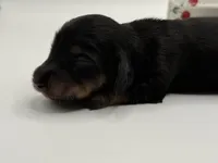 Lady 3 Russian AKC , a female Miniature Dachshund for sale in Bartlesville, OK – Photo 1 of 4