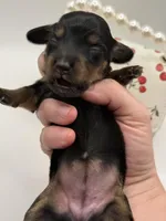 Lady 3 Russian AKC , a female Miniature Dachshund for sale in Bartlesville, OK – Photo 3 of 4