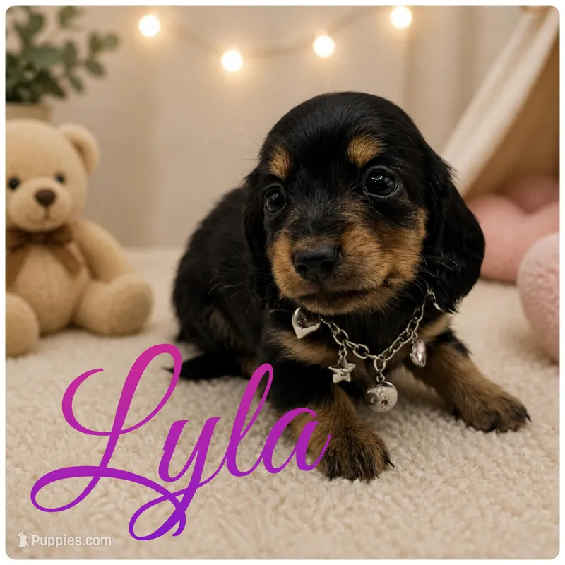 Lady 3 AKC  – Miniature Dachshund puppy for sale in Bartlesville, OK