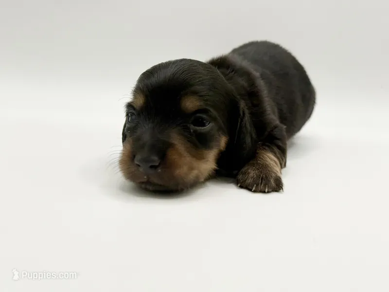 Lady 3 Russian AKC  – Miniature Dachshund puppy for sale in Bartlesville, OK