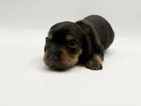 Lady 3 AKC , a female Miniature Dachshund for sale in Bartlesville, OK – Photo 1 of 5
