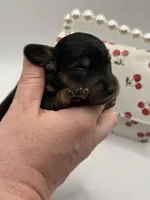 Lady 3 Russian AKC , a female Miniature Dachshund for sale in Bartlesville, OK – Photo 4 of 4