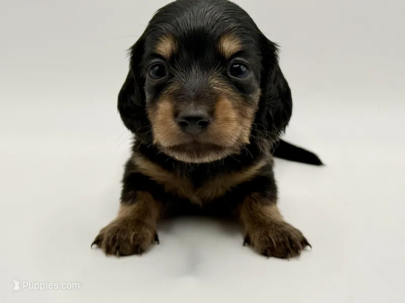 Lady 3 AKC  – Miniature Dachshund puppy for sale in Bartlesville, OK