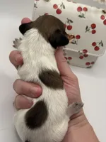 Lady 5 Russian AKC, a female Miniature Dachshund for sale in Bartlesville, OK – Photo 3 of 3