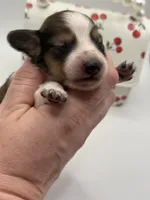 Lady 5 Russian AKC, a female Miniature Dachshund for sale in Bartlesville, OK – Photo 2 of 3