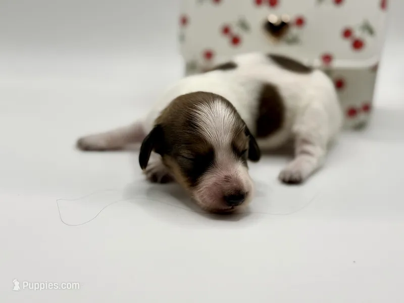 Lady 5 Russian AKC – Miniature Dachshund puppy on hold in Bartlesville, OK