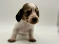 Lady 5 Russian AKC, a female Miniature Dachshund for sale in Bartlesville, OK – 2 of 6