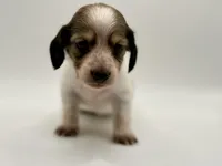 Lady 5 Russian AKC, a female Miniature Dachshund for sale in Bartlesville, OK – 3 of 6