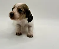 Lady 5 Russian AKC, a female Miniature Dachshund for sale in Bartlesville, OK – 1 of 6