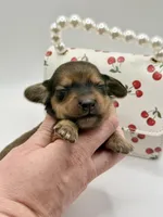 Lady Russian 1 , a female Miniature Dachshund for sale in Bartlesville, OK – Photo 3 of 3